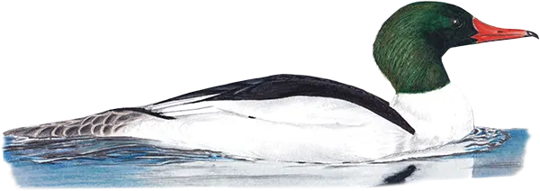Common Merganser