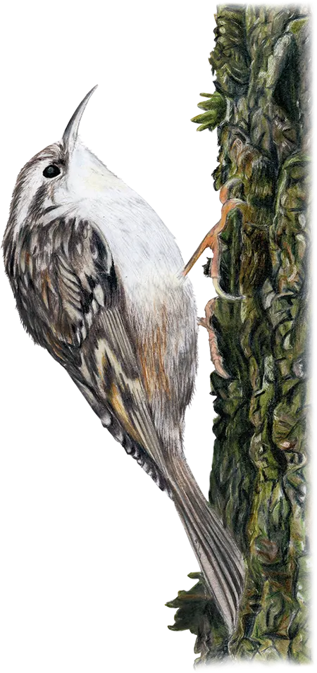 Short-toed Treecreeper